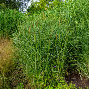 Miscanthus sinensis Kaskade - Prachtriet Kaskade - Miscanthus - Chinees riet