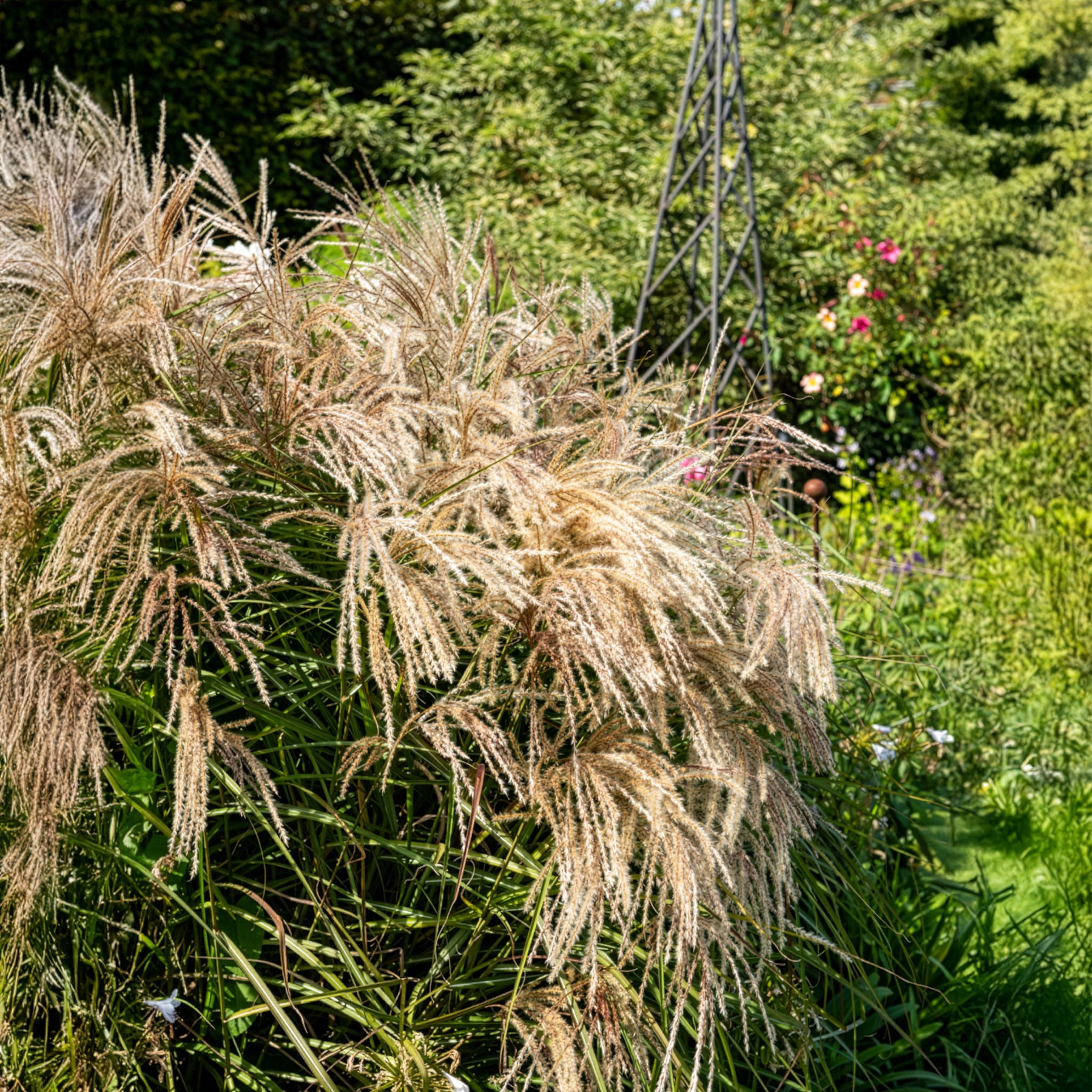 Prachtriet Kaskade - Miscanthus sinensis Kaskade - Willemse