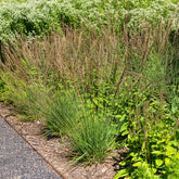 Molinia caerulea Edith Dudszus - Pijpenstrootje Edith Dudszus - Pijpenstrootje