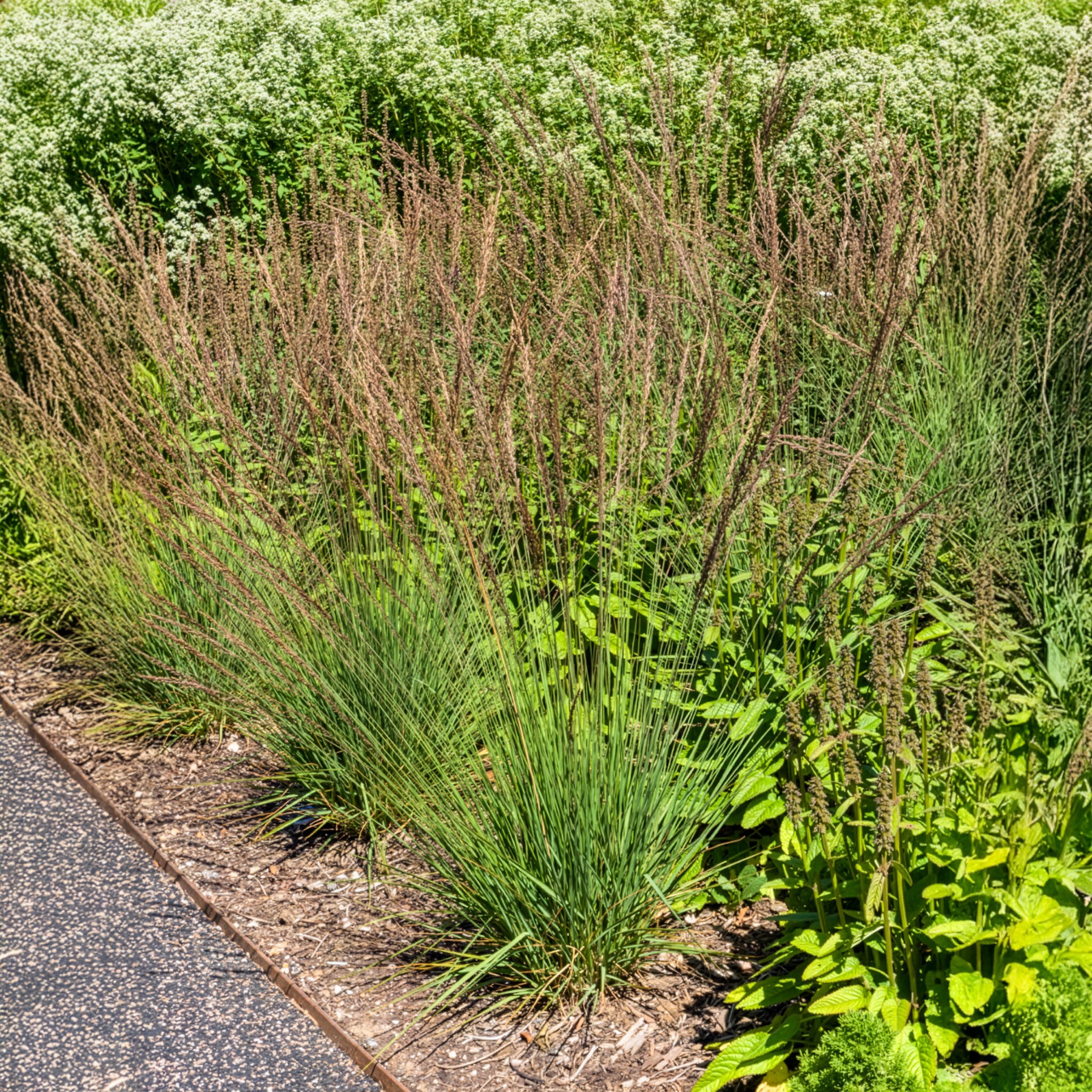 Pijpenstrootje Edith Dudszus - Molinia caerulea Edith Dudszus - Willemse