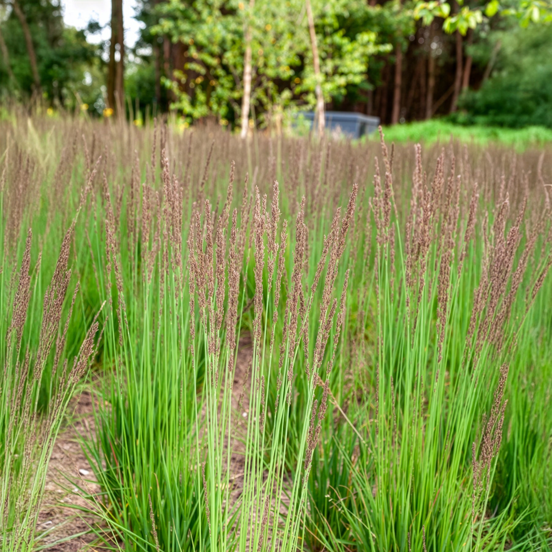 Pijpenstrootje Edith Dudszus - Willemse
