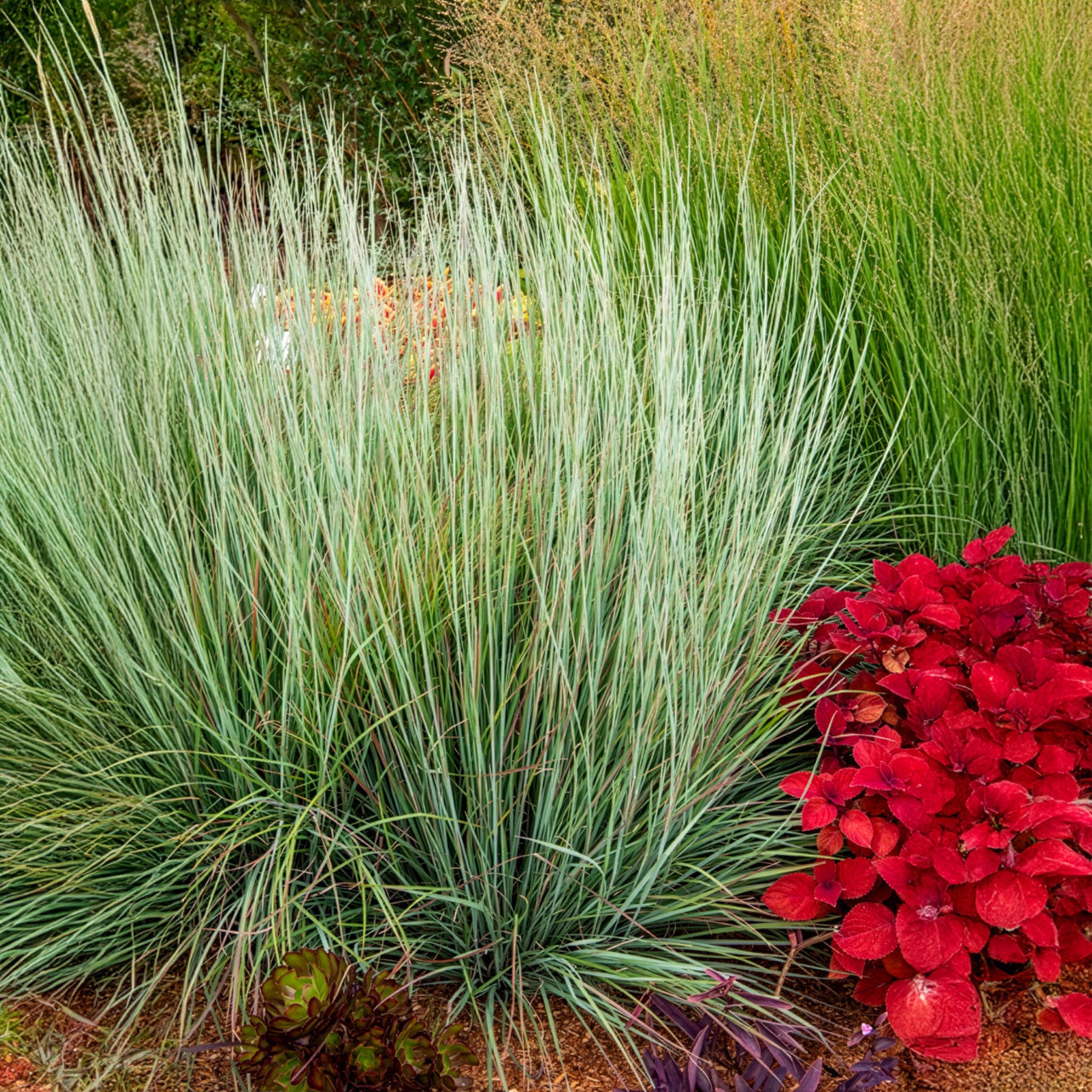 Klein prairiegras Standing Ovation - Willemse