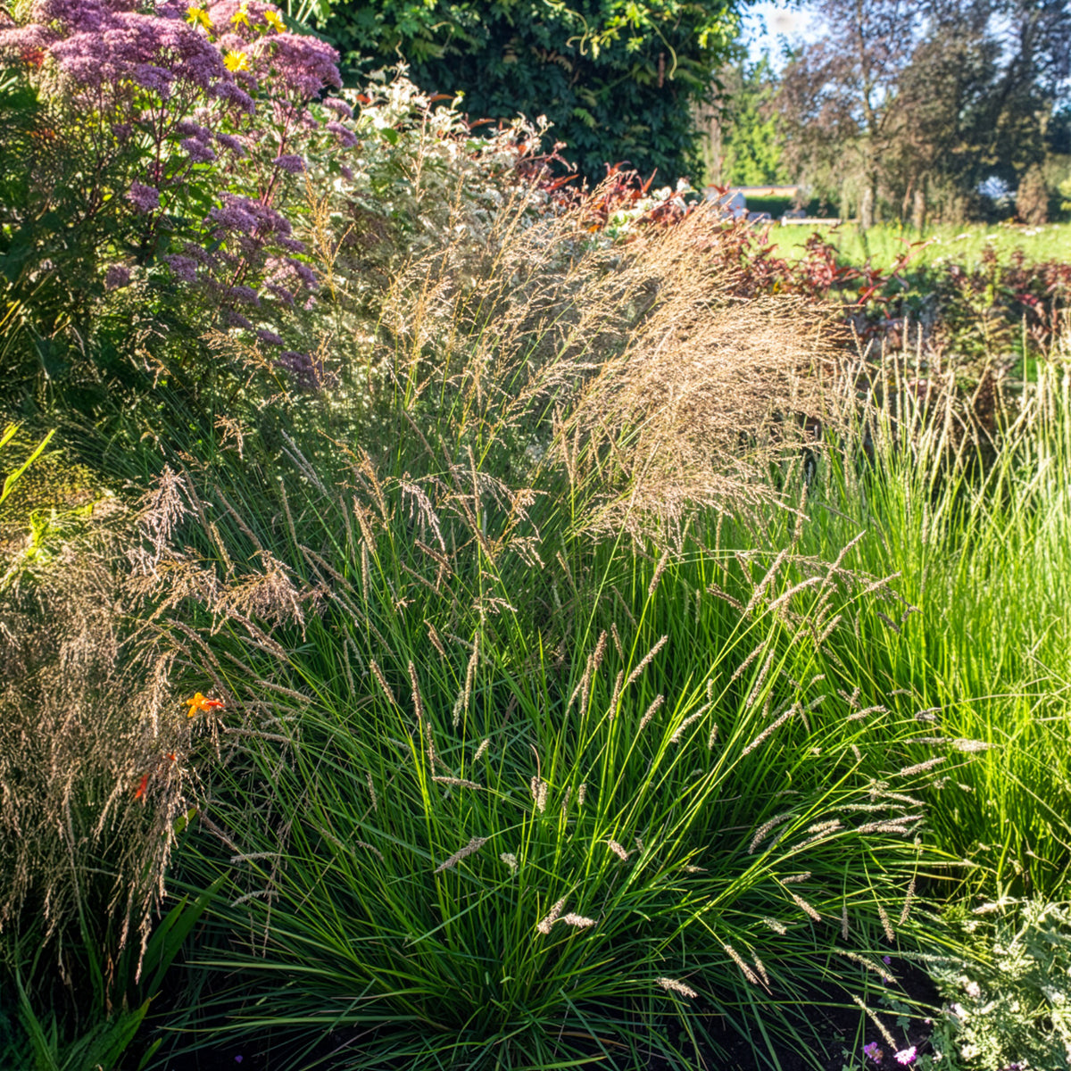 Blauwgras - Sesleria nitida - Willemse