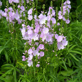 Griekse malva little Princess - Sidalcea Little Princess - Willemse
