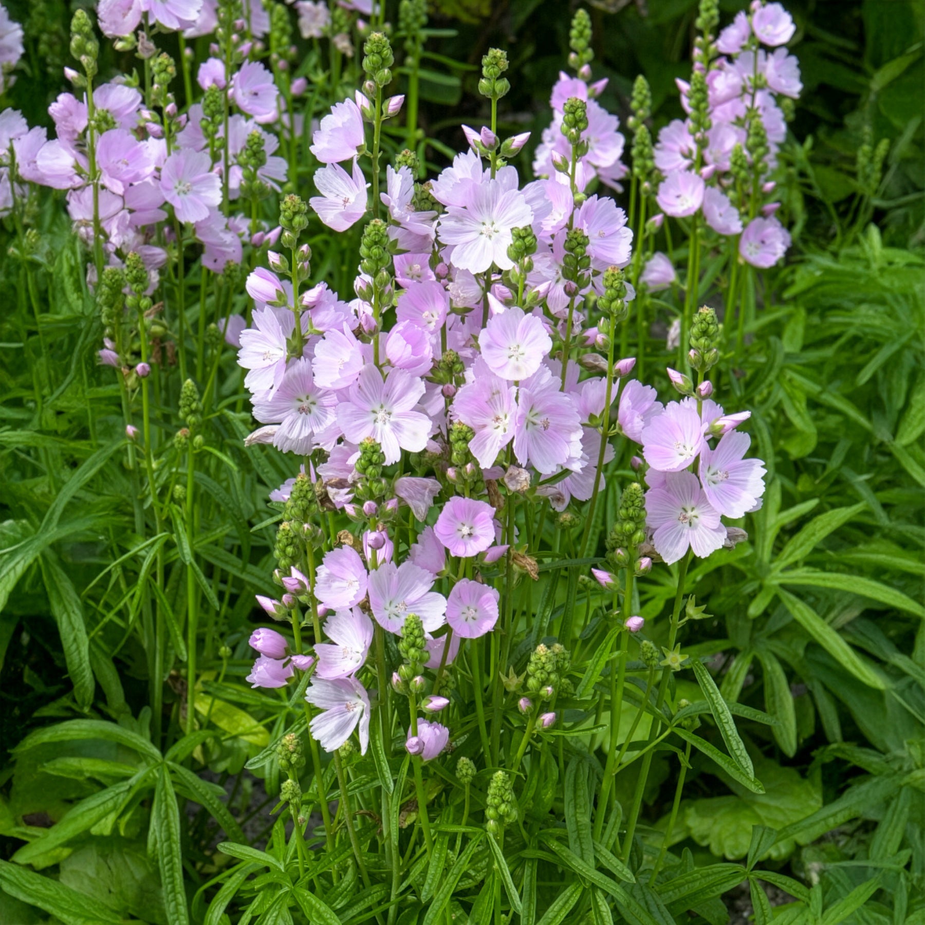 Griekse malva little Princess - Sidalcea Little Princess - Willemse