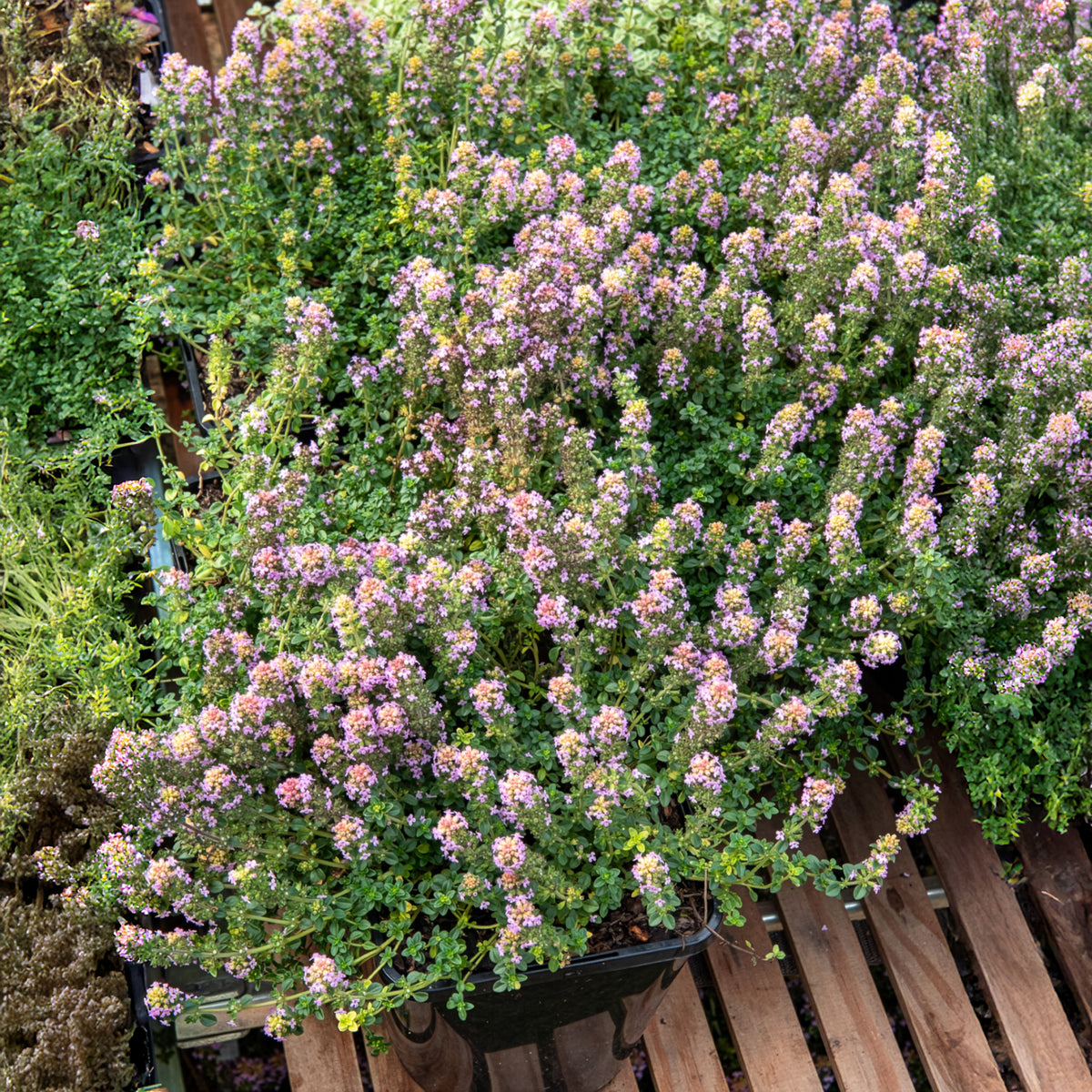 Wilde tijm Elfin - Willemse