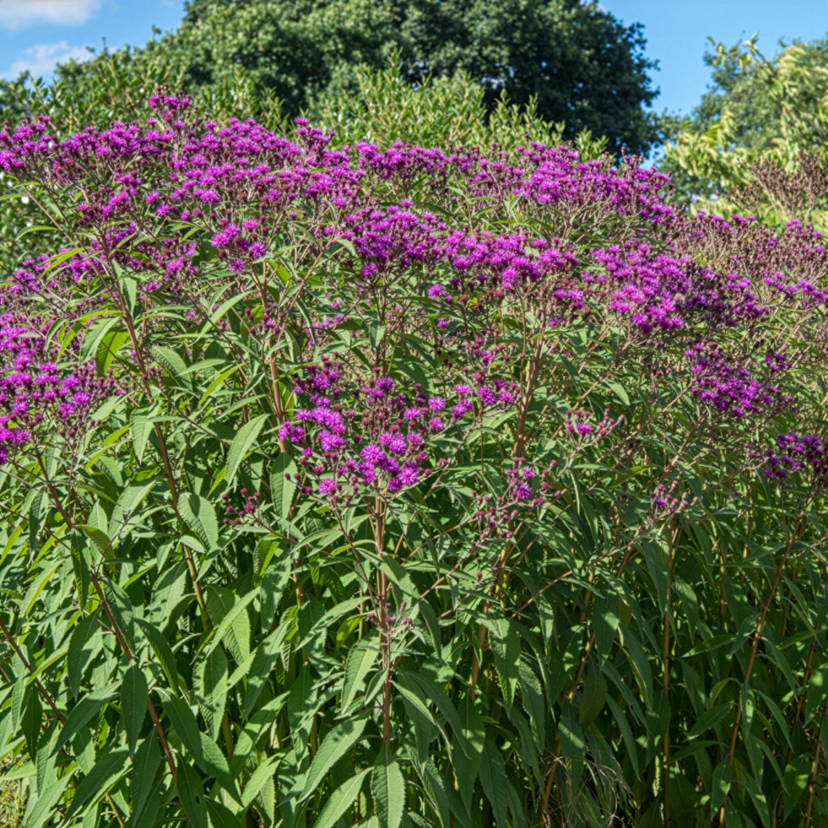 Ijzerkruid - Vernonia crinita - Willemse
