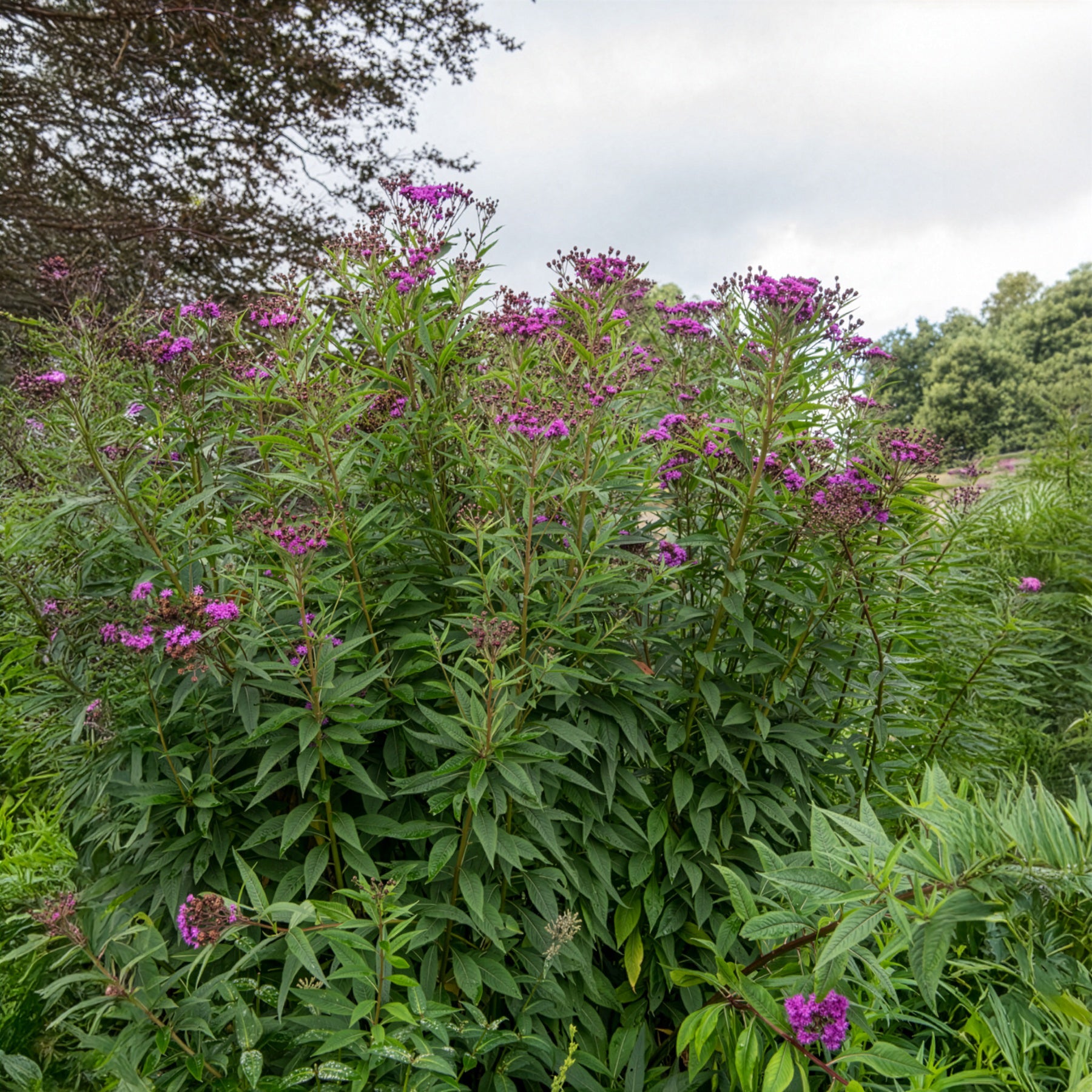 Ijzerkruid - Willemse