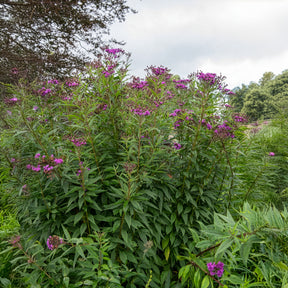 Ijzerkruid - Willemse