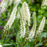 Aarereprijs Alba - Veronica spicata alba - Willemse