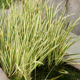 Oeverplanten - Bonte kalmoes - Acorus calamus variegatus