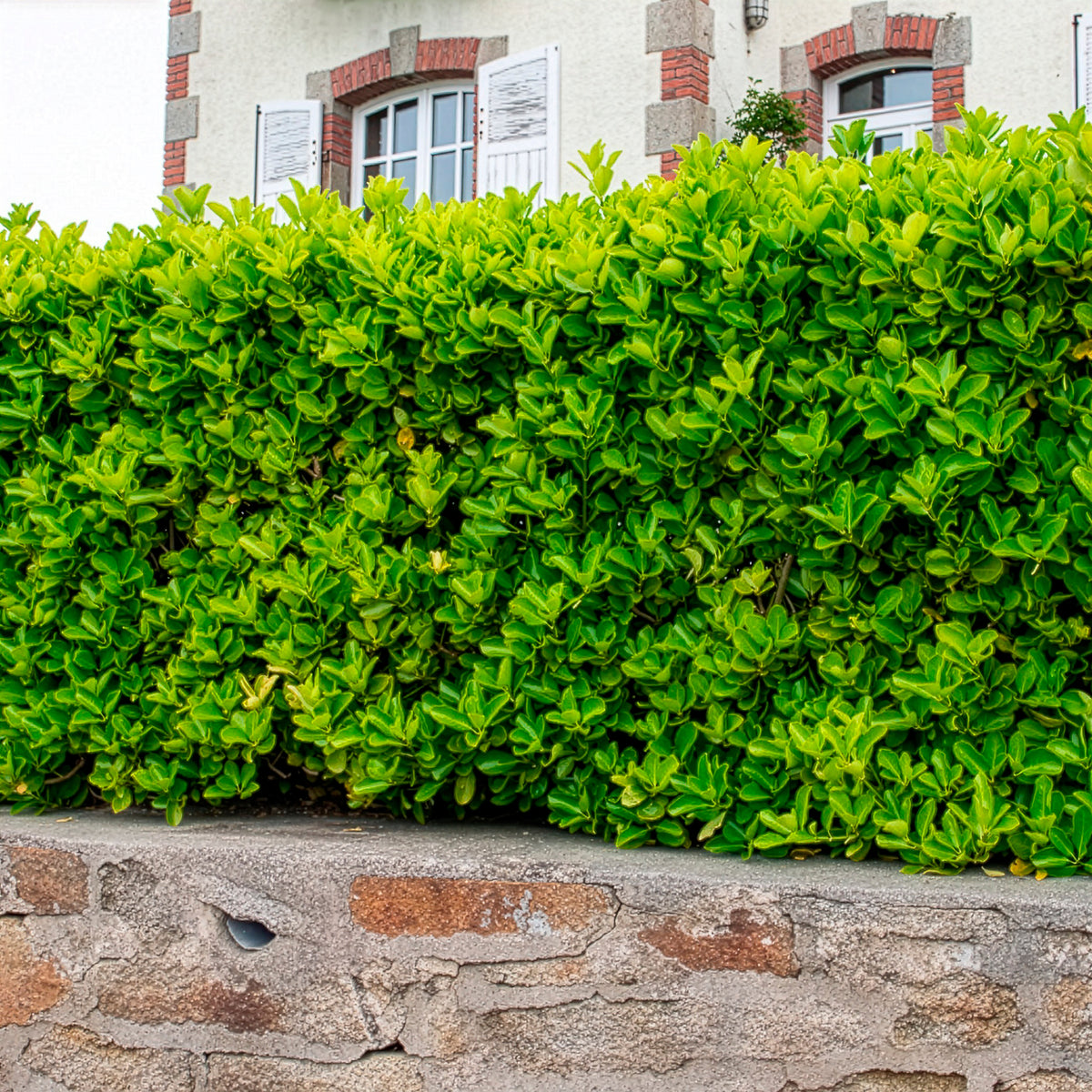 Japanese kardinaalsmuts - Euonymus japonicus - Willemse