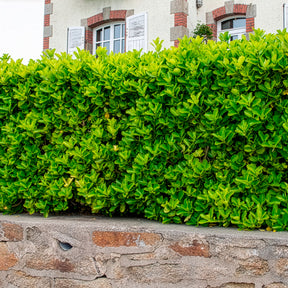 Japanese kardinaalsmuts - Euonymus japonicus - Willemse