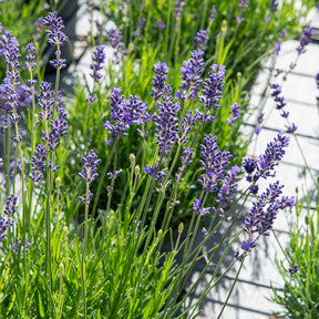 Lavandula angustifolia 'munstead' - Lavendel 'Munstead' - Lavendel