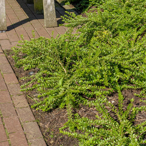 Struikkamperfoelie - Willemse