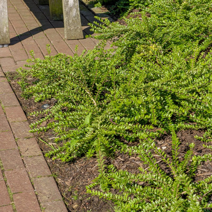 Struikkamperfoelie - Willemse