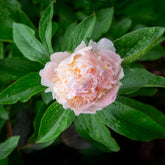 Pioenroos 'Peche' - Paeonia lactiflora peche - Willemse