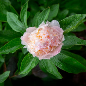 Pioenroos 'Peche' - Paeonia lactiflora peche - Willemse