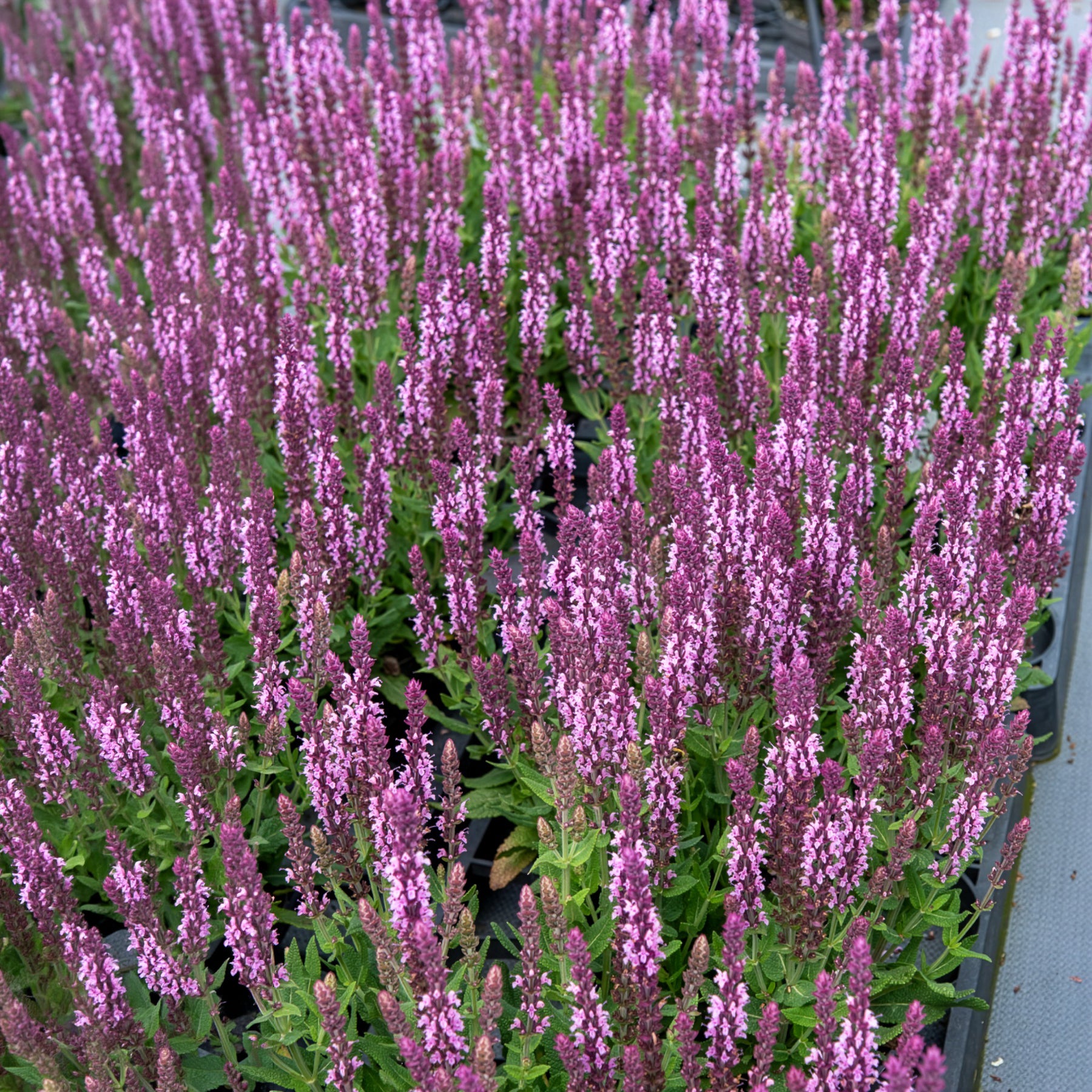 Salie - Bossalie 'Sensation Pink' - Salvia nemorosa sensation pink