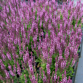 Salie - Bossalie 'Sensation Pink' - Salvia nemorosa sensation pink