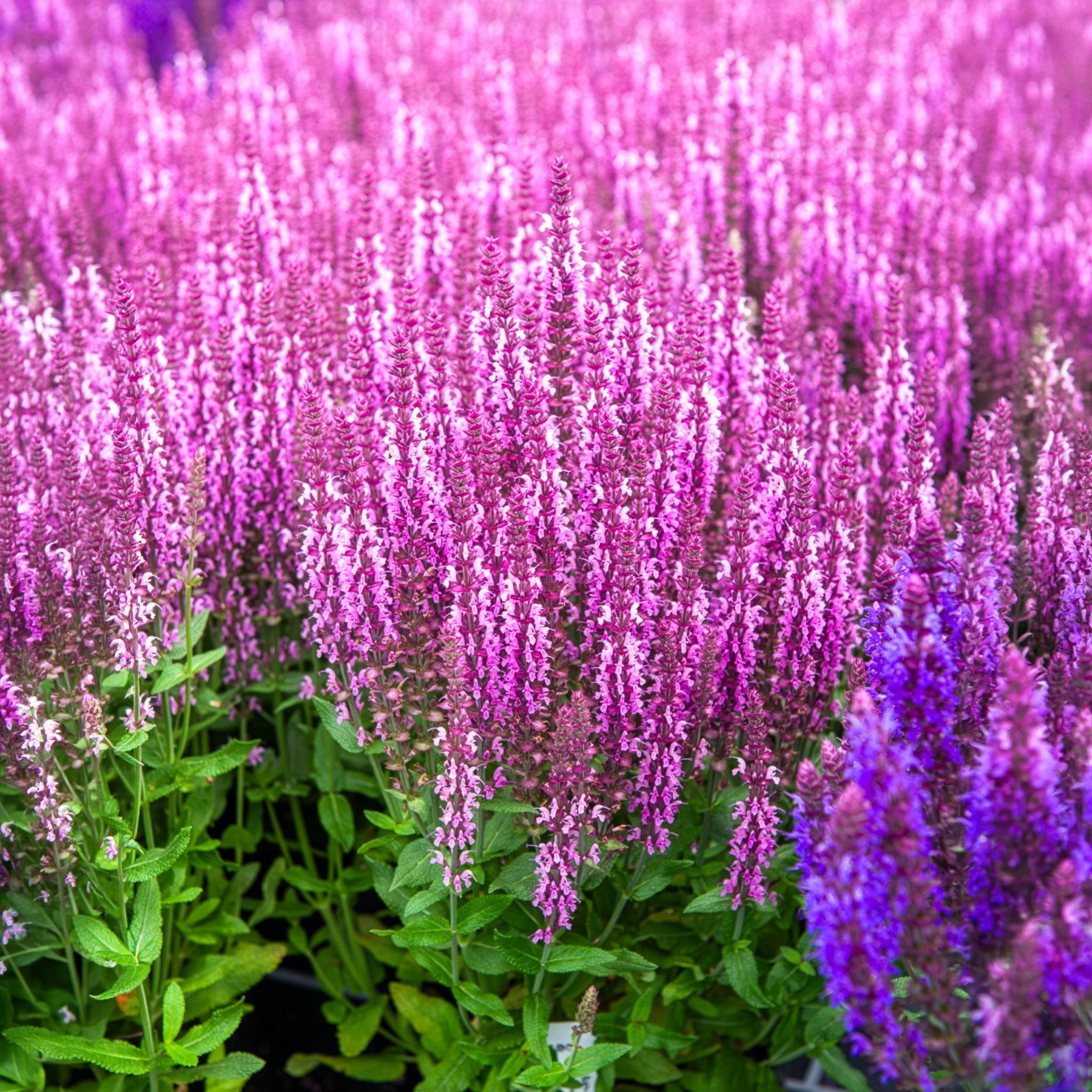 Bossalie 'Sensation Pink' - Willemse