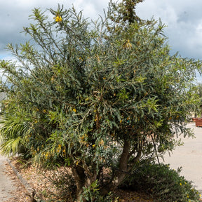 Honingboom - Sophora microphylla 'sun king' - Willemse