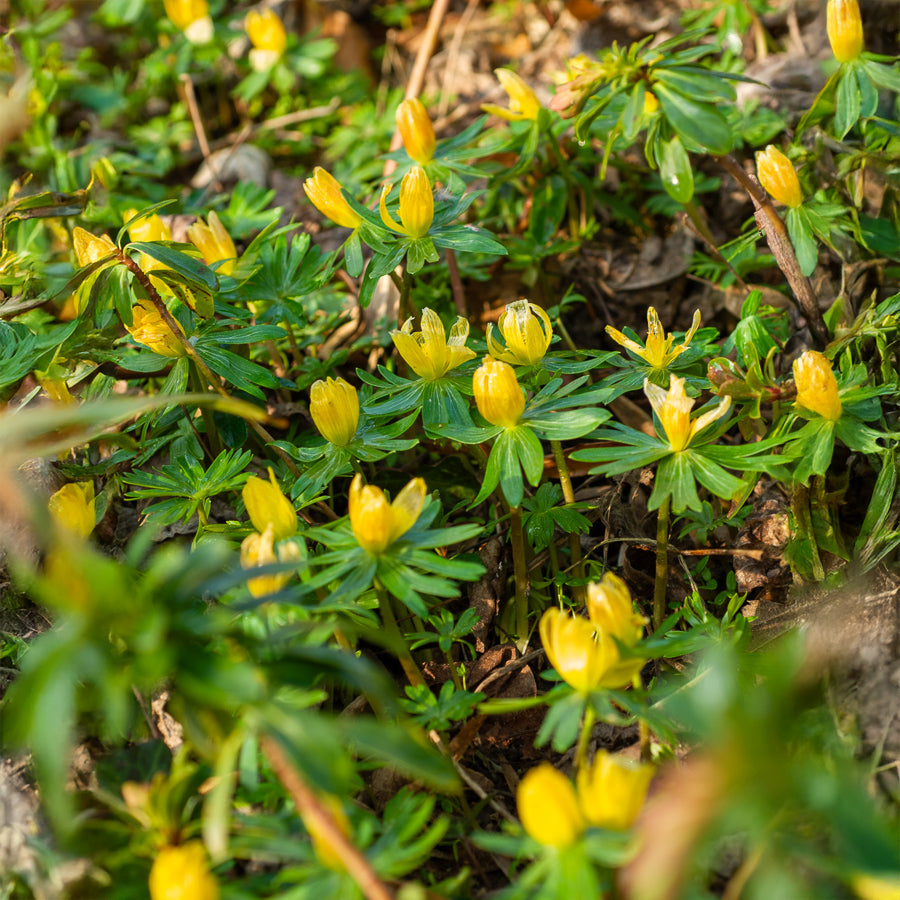 Helleborussen - Vaste planten - Willemse