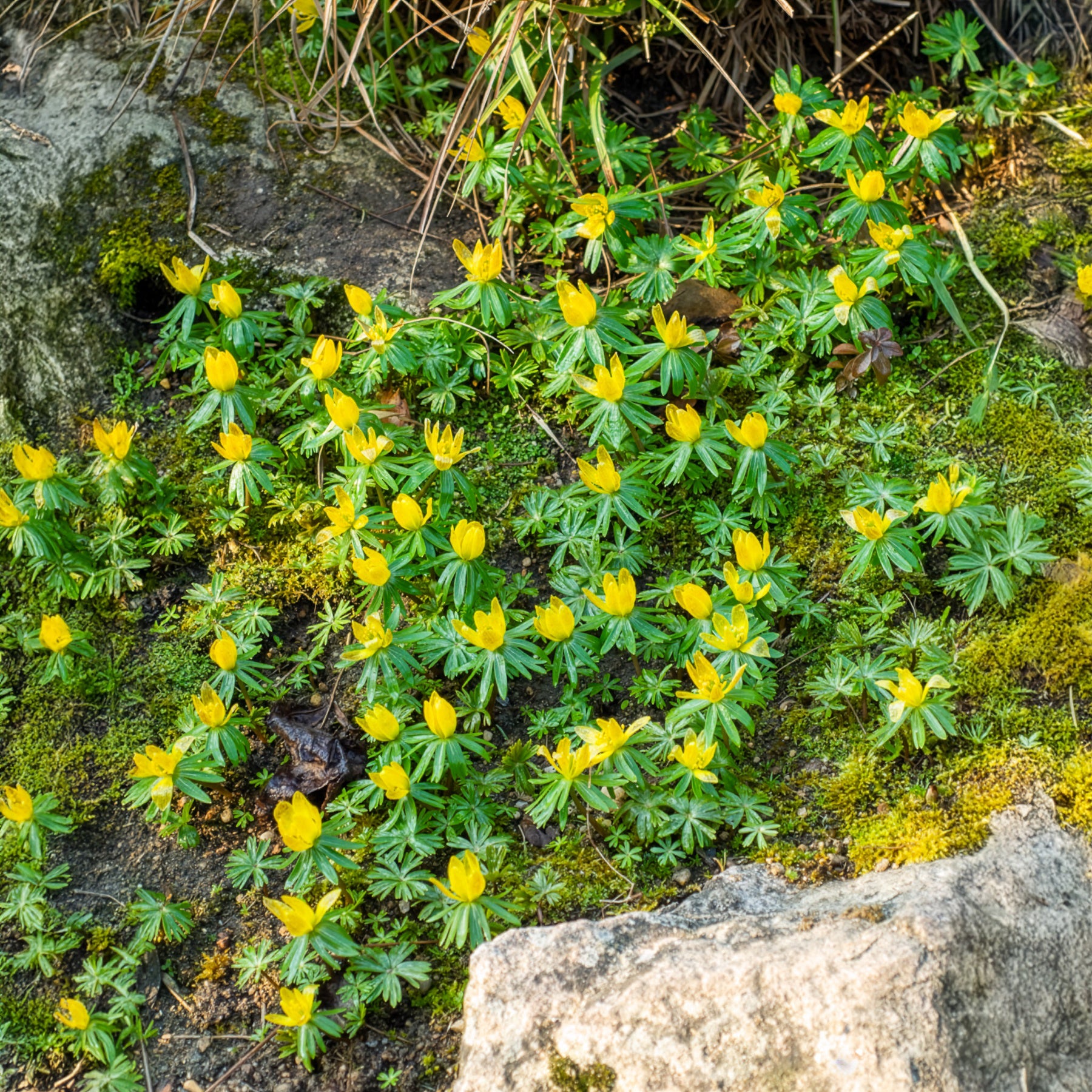Verkoop Vaste planten - Helleborussen