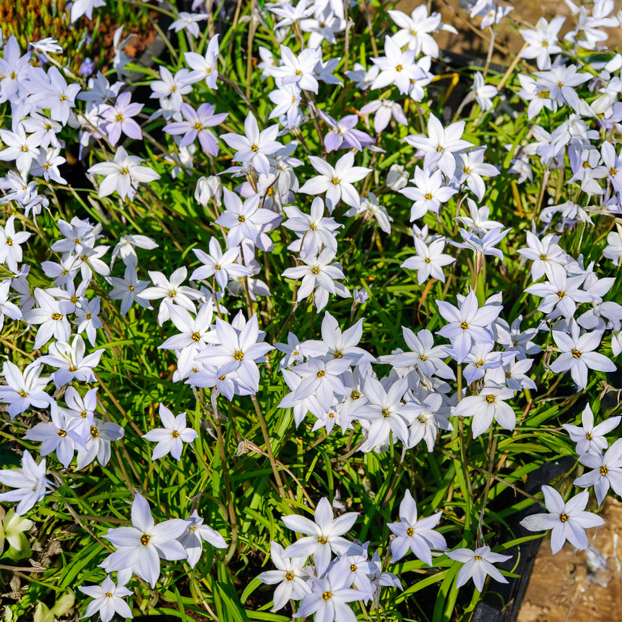 Wisley Blue Lentesterren - Ipheion uniflorum 'wisley blue' - Willemse