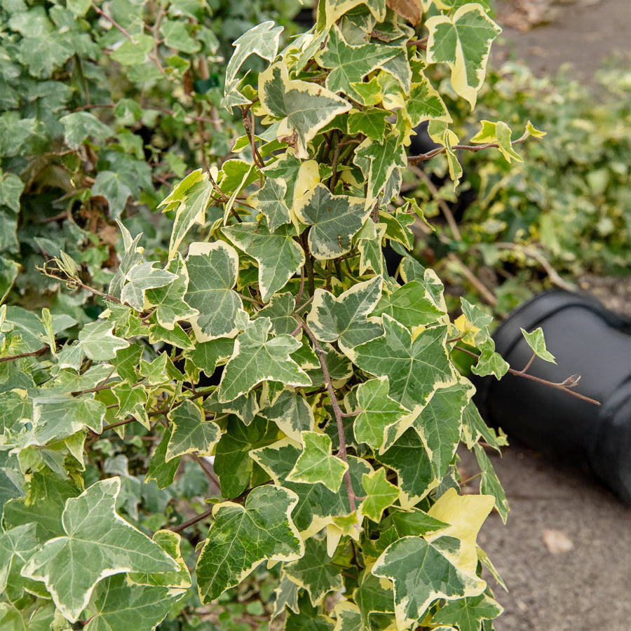 Klimop 'Goldchild' - Willemse