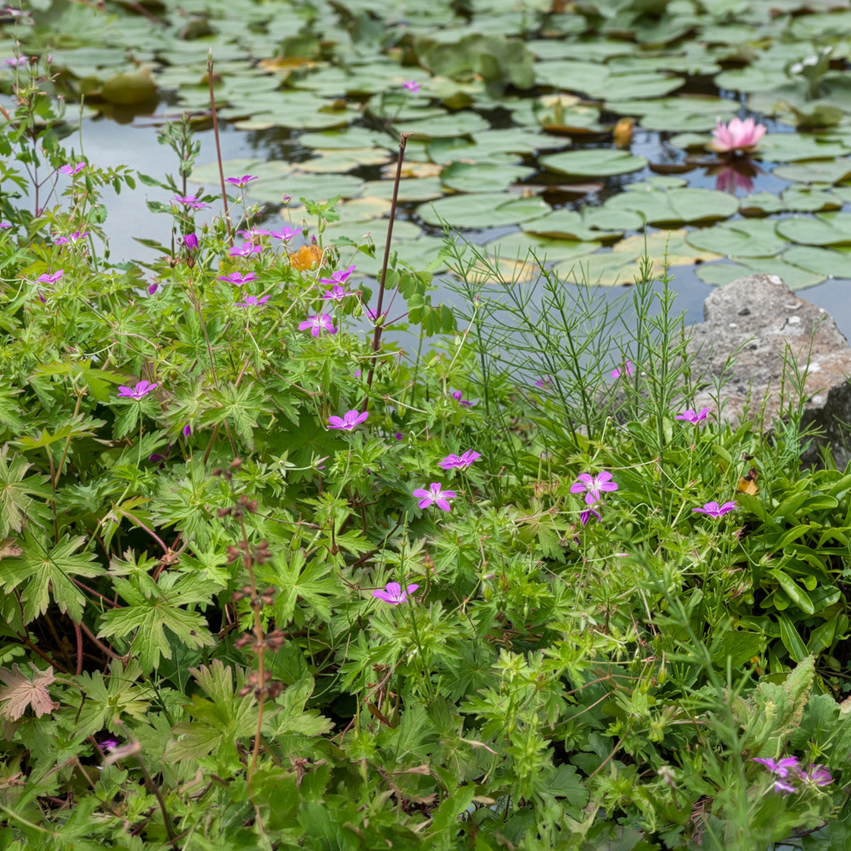 Geranium palustre - Moerasooievaarsbek - Geraniums
