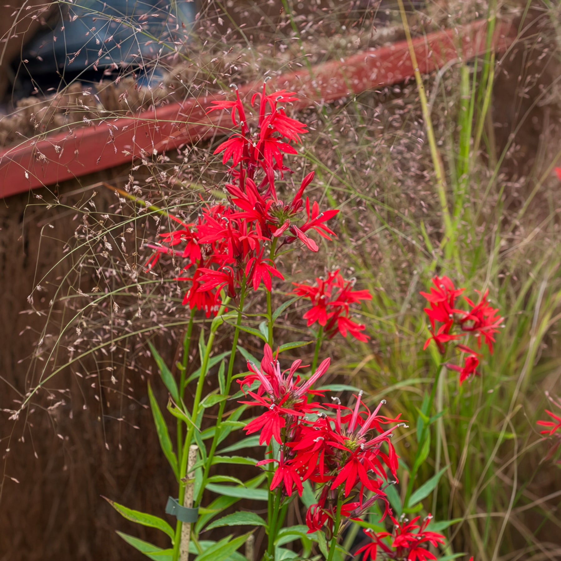 Lobelia cardinalis - Scharlaken Lobelia - Alle vijverplanten