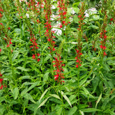 Alle vijverplanten - Scharlaken Lobelia - Lobelia cardinalis