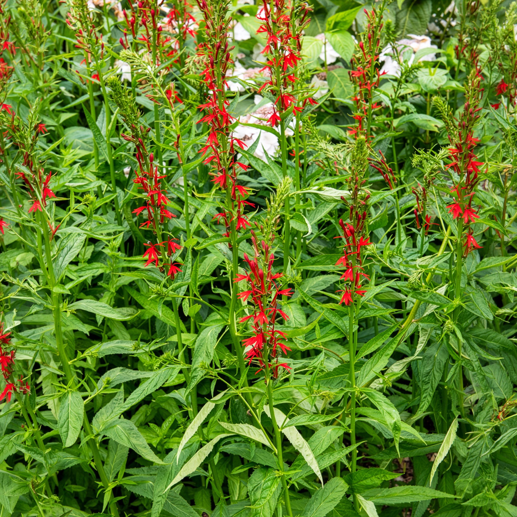 Alle vijverplanten - Scharlaken Lobelia - Lobelia cardinalis