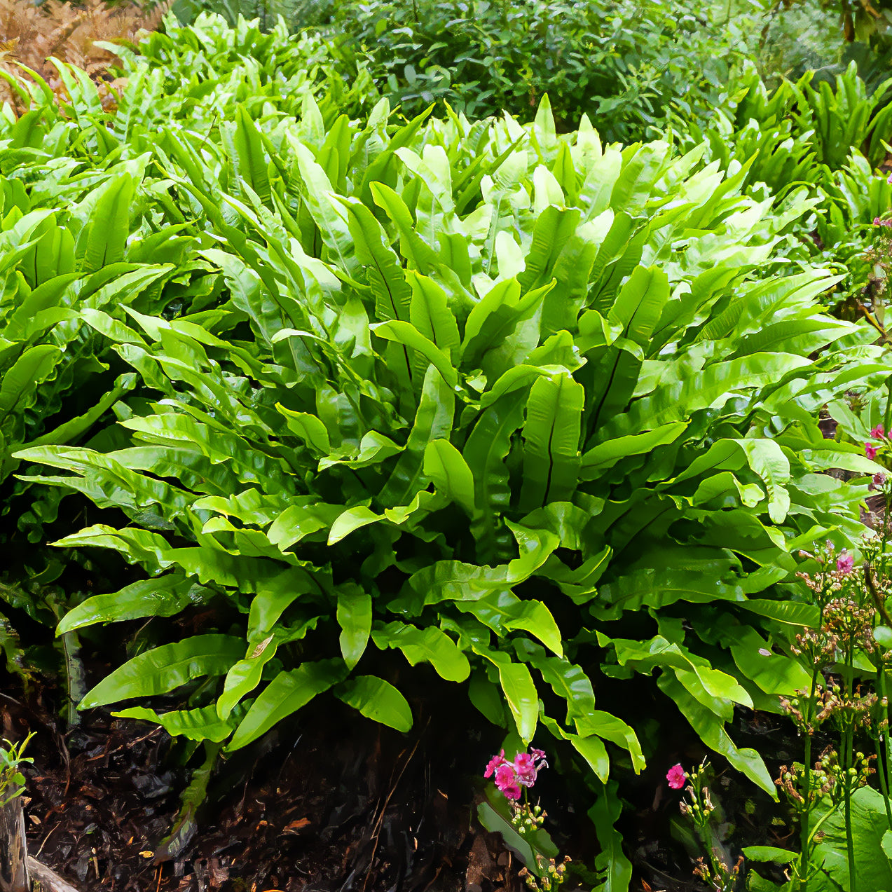 Tongvaren 9 cm pot - Asplenium scolopendrium - Willemse
