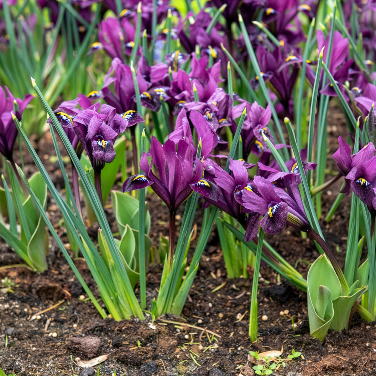 Iris Tweelingbroers mix (x25) - Iris Blue Hill, Iris Purple Hill - Willemse