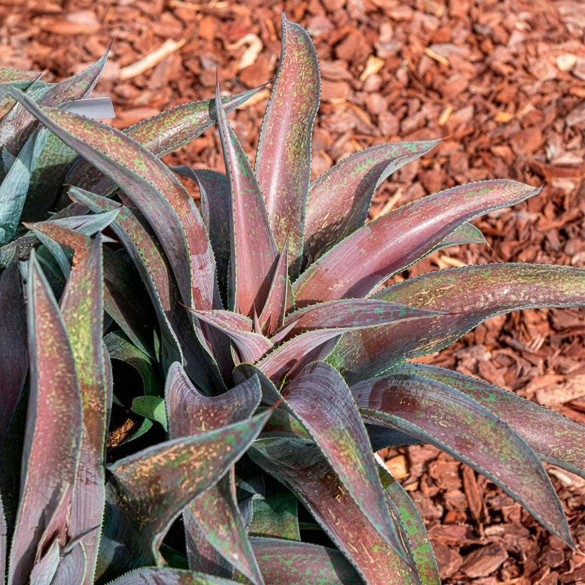 Mangave Mission to Mars® - Agave manfredii Mission to Mars ® (Mangave) - Willemse