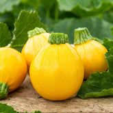 Courgette Sun Ball F1 - Cucurbita pepo - Willemse