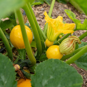 Cucurbita pepo - Courgette Sun Ball F1 - Courgettezaden