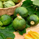 Cucurbita pepo - Courgette Eight Ball F1 - Courgettezaden