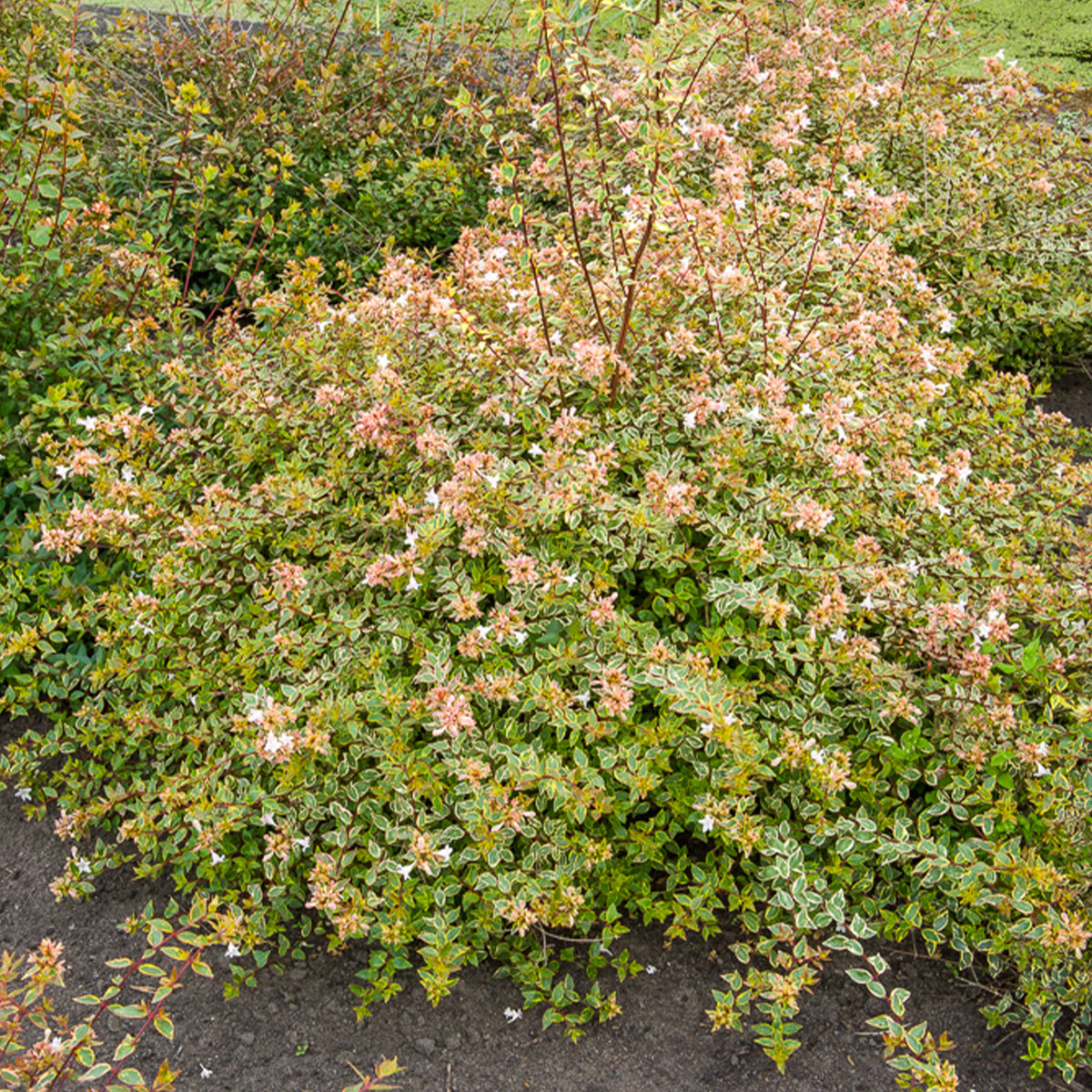 Abelia grandiflora Sunshine Daydream ® - Abelia Sunshine Daydream® - Abelia