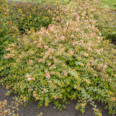 Abelia grandiflora Sunshine Daydream ® - Abelia Sunshine Daydream® - Abelia