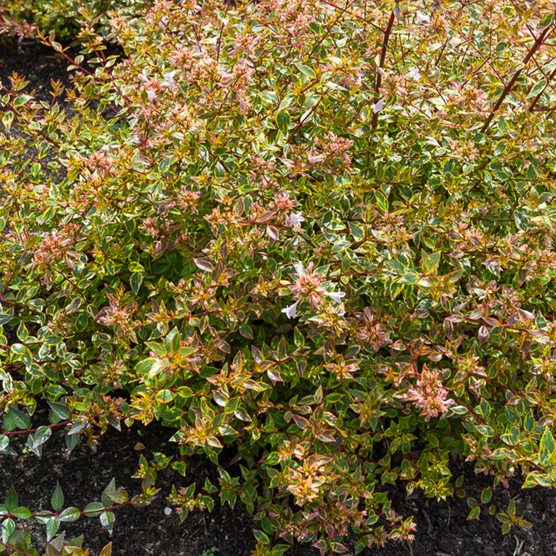 Abelia Sunshine Daydream® - Willemse