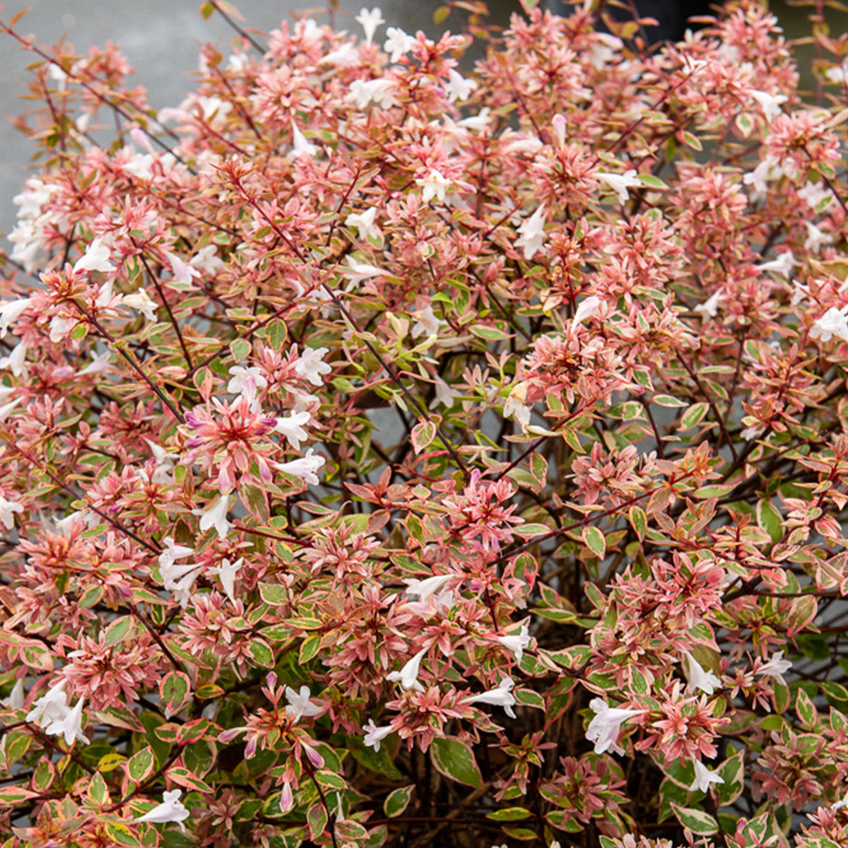 Abelia Sunshine Daydream® - Abelia grandiflora Sunshine Daydream ® - Willemse