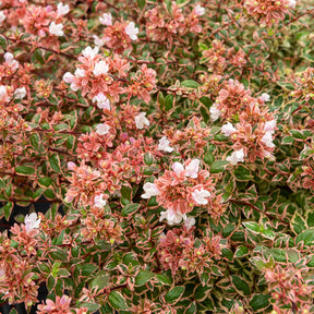 Abelia grandiflora Magic Daydream® - Willemse
