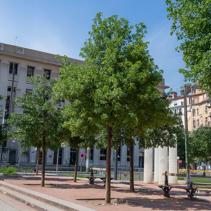 Acer monspessulanum - Montpellier esdoorn - Esdoorn