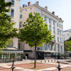 Montpellier esdoorn - Willemse