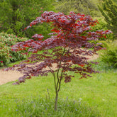 Japanse esdoorn Bloodgood - Willemse