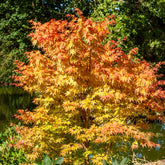 Japanse esdoorn Sango-kaku - Acer palmatum Sangokaku - Willemse