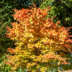Japanse esdoorn Sango-kaku - Acer palmatum Sangokaku - Willemse